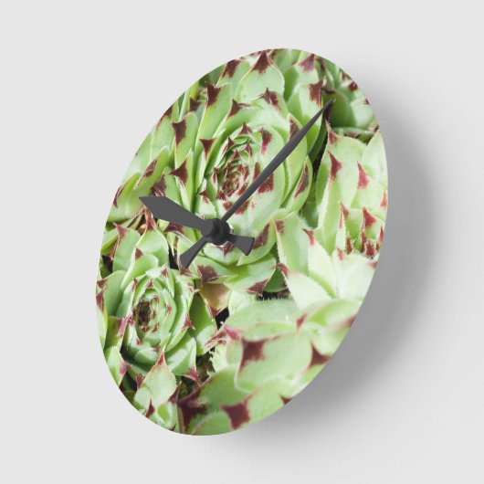 sempervivum ronde klok (Hoek)