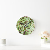 sempervivum ronde klok (Huis)