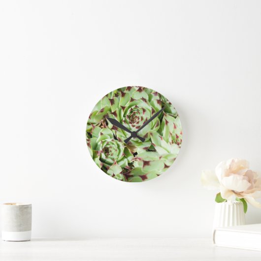 sempervivum ronde klok (Huis)