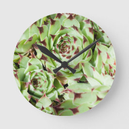 sempervivum ronde klok