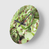 sempervivum ronde klok (Hoek)