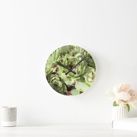 sempervivum ronde klok (Huis)