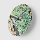 sempervivum ronde klok (Hoek)