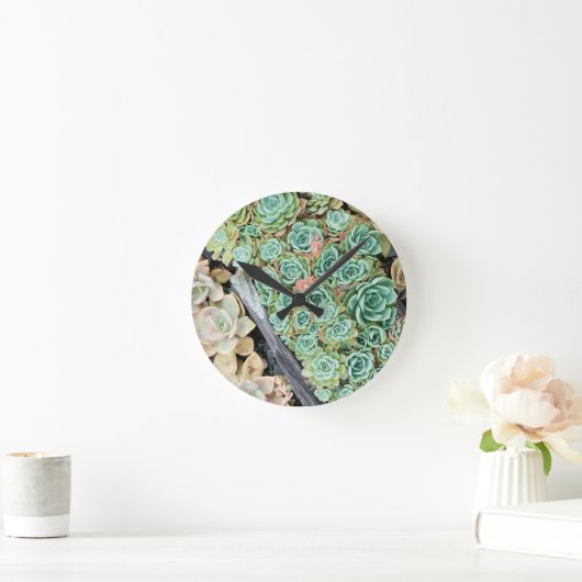 sempervivum ronde klok (Huis)