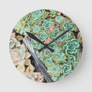 sempervivum ronde klok
