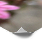 Sempervivum tectorum poster (Hoek)