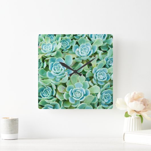 sempervivum vierkante klok (Huis)