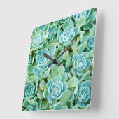 sempervivum vierkante klok (Hoek)