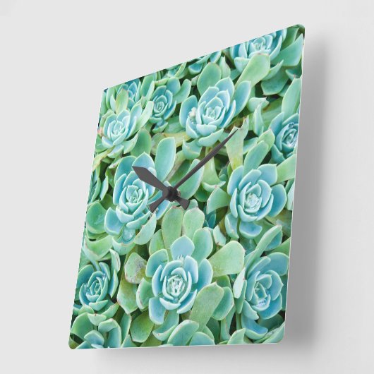 sempervivum vierkante klok (Hoek)