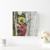 sempervivum vierkante klok (Huis)