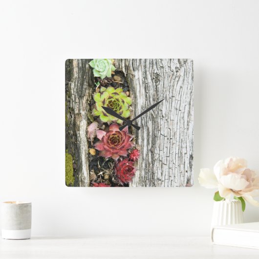 sempervivum vierkante klok (Huis)