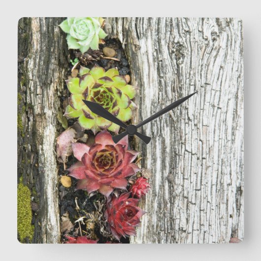 sempervivum vierkante klok (Voorkant)