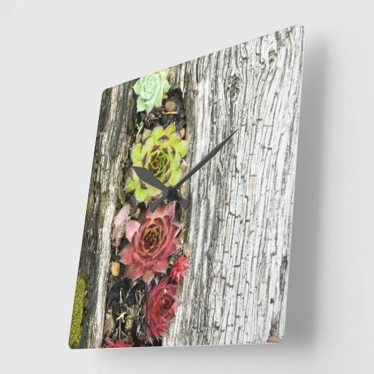 sempervivum vierkante klok (Hoek)