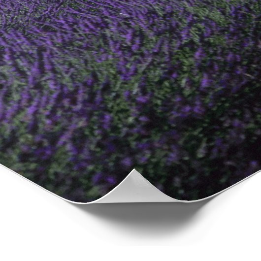 Senanque Abbey, Gordes, Vaucluse, Provence, 2 Poster (Hoek)