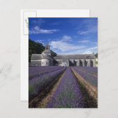 Senanque Abbey, Gordes, Vaucluse, Provence Briefkaart (Voorkant / Achterkant)