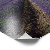 Senanque Abbey, Gordes, Vaucluse, Provence Foto Afdruk (Hoek)