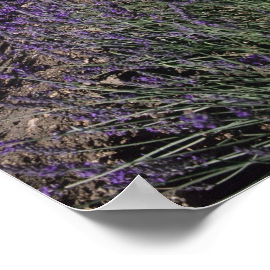 Senanque Abbey, Gordes, Vaucluse, Provence Poster (Hoek)