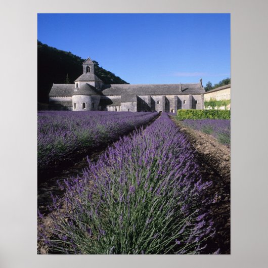 Senanque Abbey, Gordes, Vaucluse, Provence Poster (Voorkant)