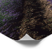 Senanque Abbey, Gordes, Vaucluse, Provence Poster (Hoek)