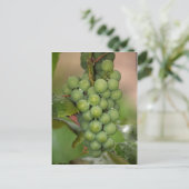 Seneca Grapes Briefkaart (Staand voorkant)