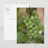 Seneca Grapes Briefkaart (Voorkant / Achterkant)