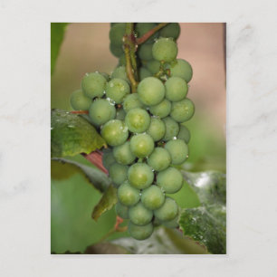 Seneca Grapes Briefkaart