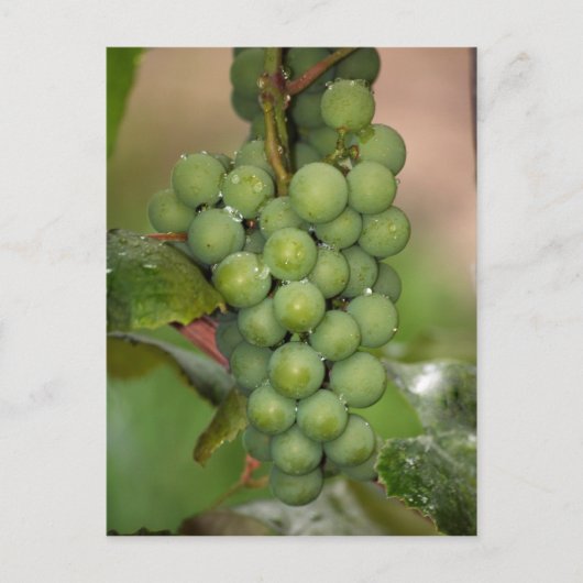 Seneca Grapes Briefkaart (Voorkant)
