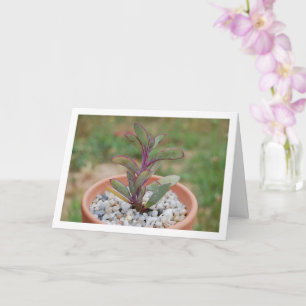 Senecio Crassissimus, Vette Plant Kaart