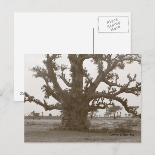 Senegal Baobab-boom Briefkaart (Voorkant / Achterkant)