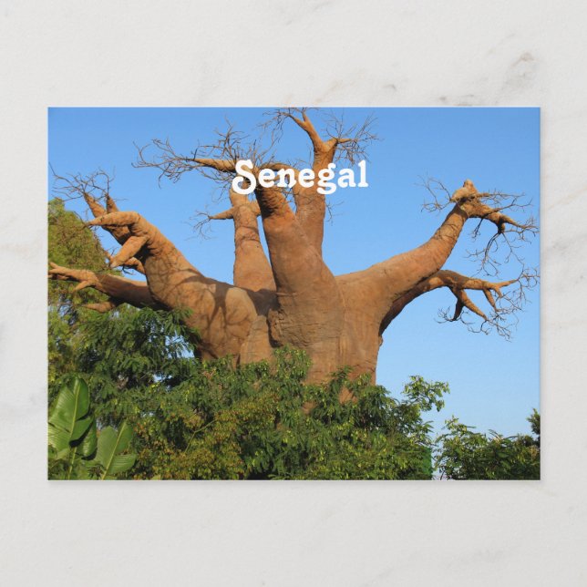 Senegal Briefkaart (Voorkant)