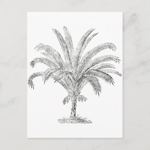 Senegal Date Palm Briefkaart