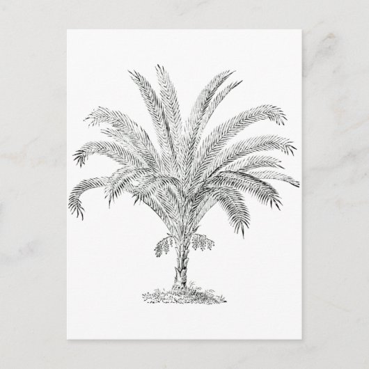 Senegal Date Palm Briefkaart (Voorkant)