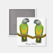 Senegal papegaaien magneet (Voorkant / Achterkant)