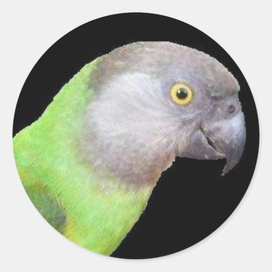 SENEGAL PAPEGAAIENKOP RONDE STICKER (Voorkant)