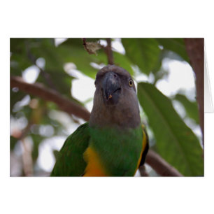 Senegal Parrot