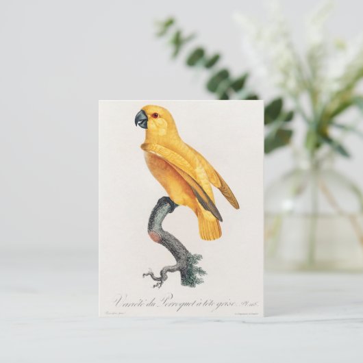Senegal Parrot Briefkaart (Staand voorkant)
