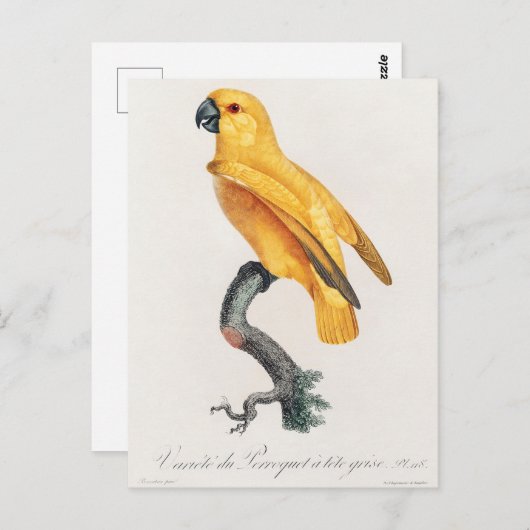 Senegal Parrot Briefkaart (Voorkant / Achterkant)
