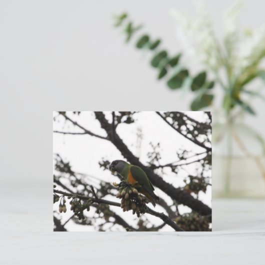 Senegal Parrot Briefkaart (Staand voorkant)
