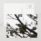 Senegal Parrot Briefkaart (Voorkant / Achterkant)