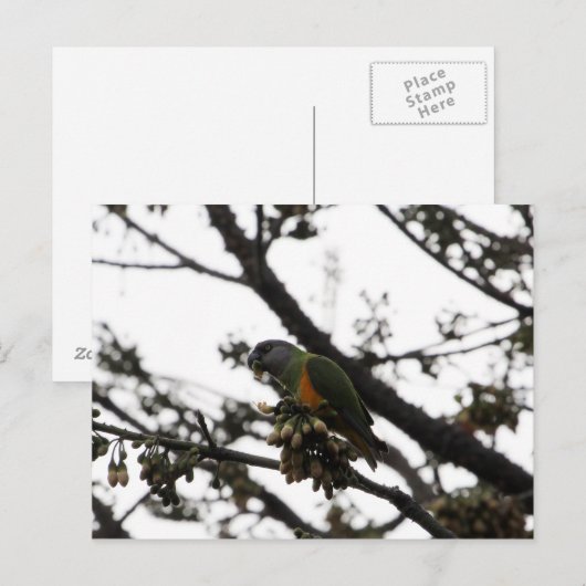 Senegal Parrot Briefkaart (Voorkant / Achterkant)
