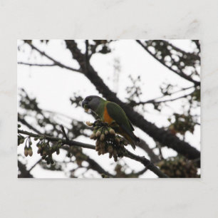 Senegal Parrot Briefkaart