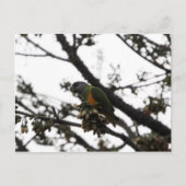 Senegal Parrot Briefkaart (Voorkant)