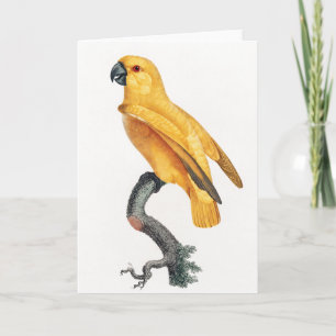 Senegal Parrot Kaart