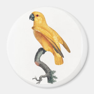 Senegal Parrot Magneet