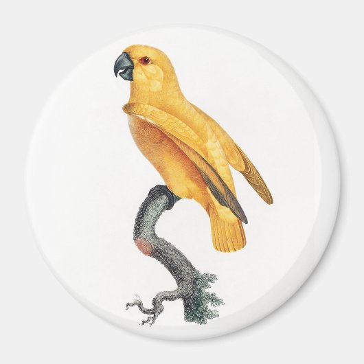Senegal Parrot Magneet (Voorkant)
