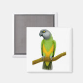 Senegal Parrot Magnet (Voorkant / Achterkant)