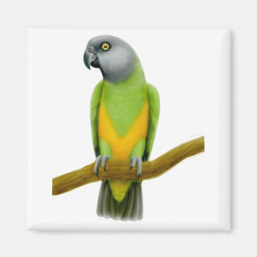 Senegal Parrot Magnet (Voorkant)