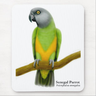 Senegal Parrot Mousepad Muismat