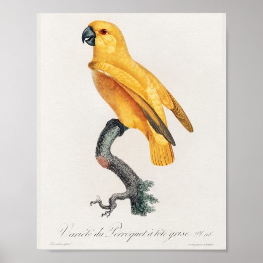 Senegal Parrot Poster (Voorkant)