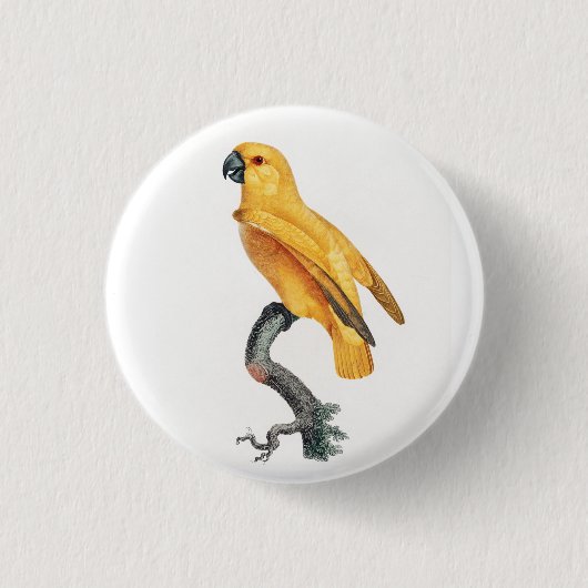 Senegal Parrot Ronde Button 3,2 Cm (Voorkant)